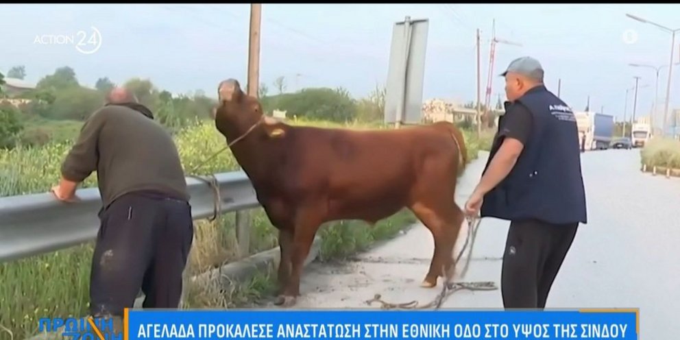Αγελάδα ξέφυγε και κινούνταν στην Εθνική Οδό