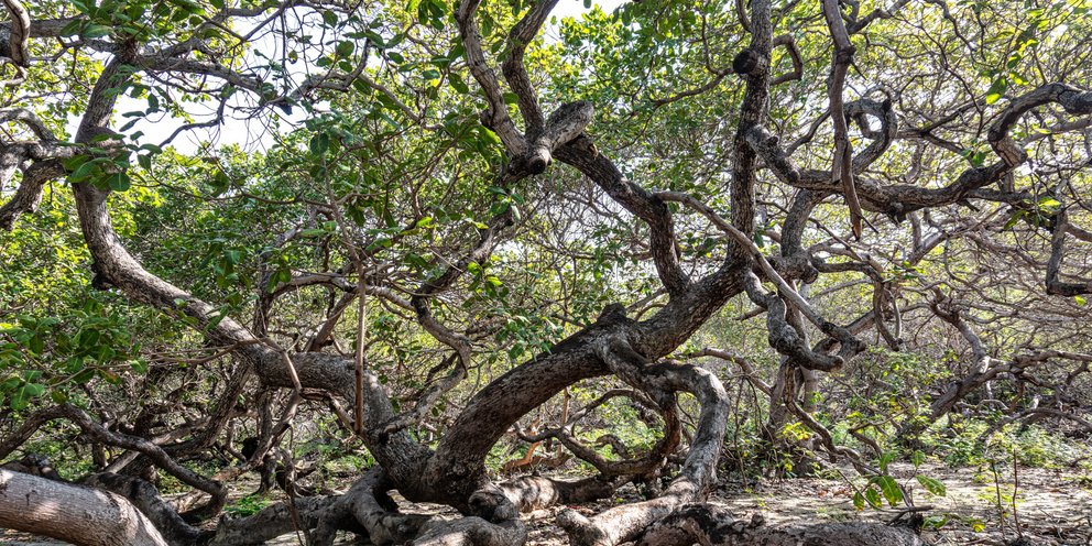 Το μεγαλύτερο δέντρο κάσιους στον κόσμο