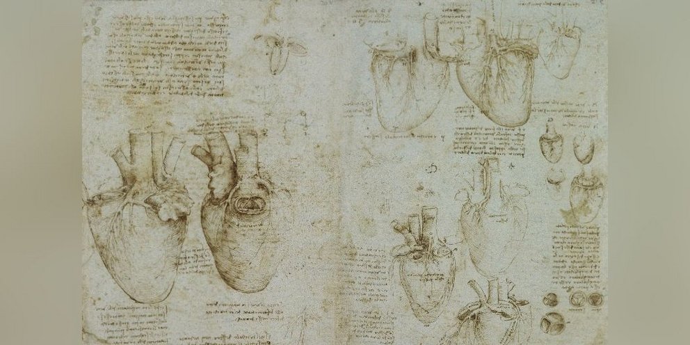 Οι κοιλίες της καρδιάς σε τομή (1511–1513) του Λεονάρντο ντα Βίντσι