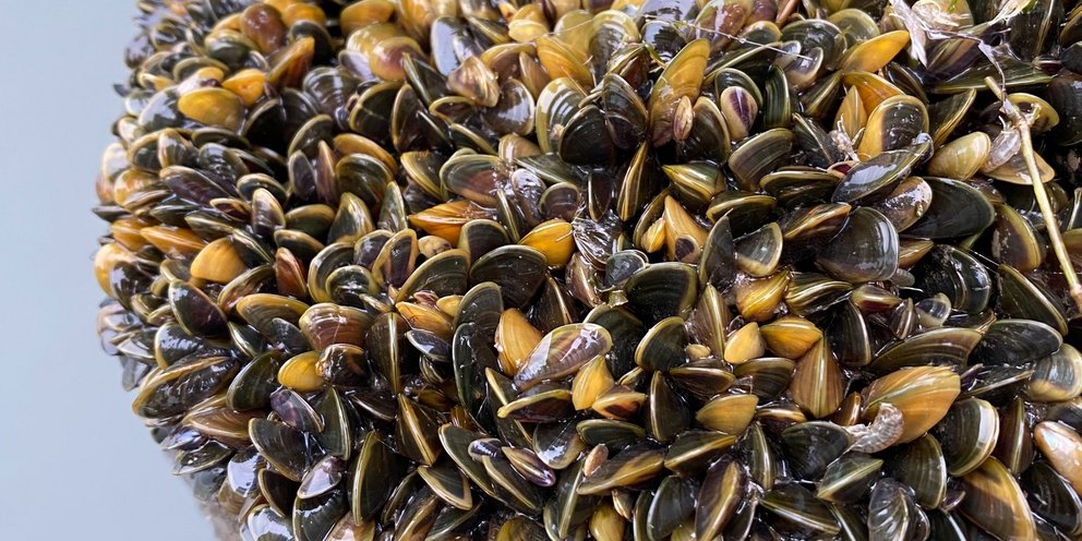 Χρυσά μύδια