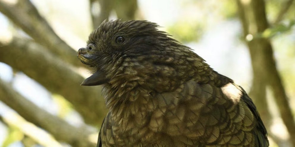 Μπρους ο παπαγάλος