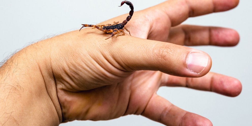 Μέσα από μαρτυρίες επιστημόνων που έχουν αφιερώσει τη ζωή τους στο να δοκιμάζουν αυτά τα τσιμπήματα, προκύπτει μια άτυπη «ιεραρχία» / SHUTTERSTOCK