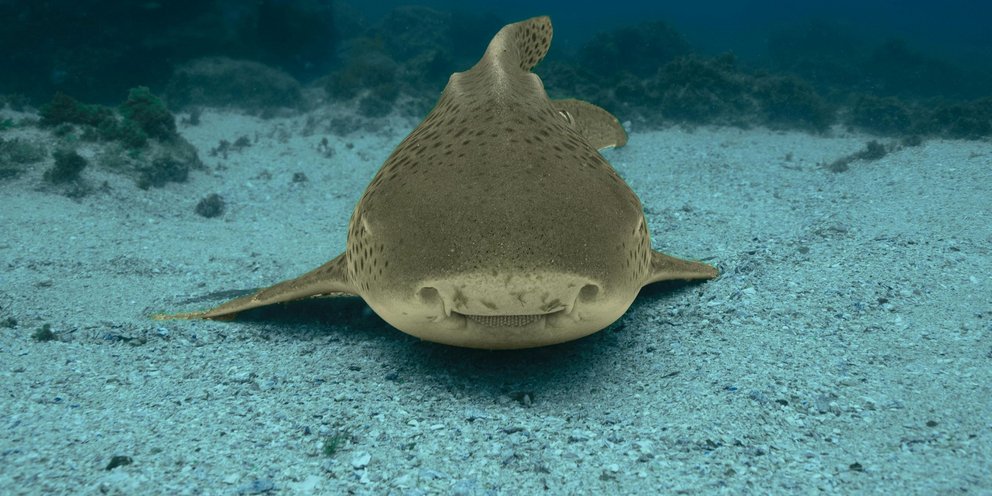 καρχαριας λεοπραδαλη ενυδρείο