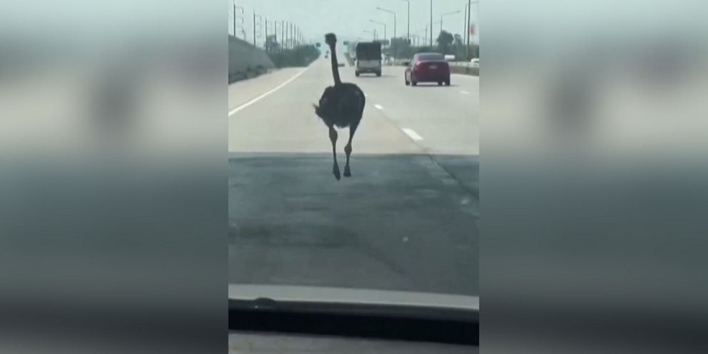 Στρουθοκάμηλος 