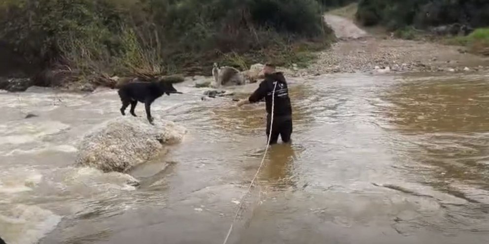 Tσοπανόσκυλα Χαλκιδική