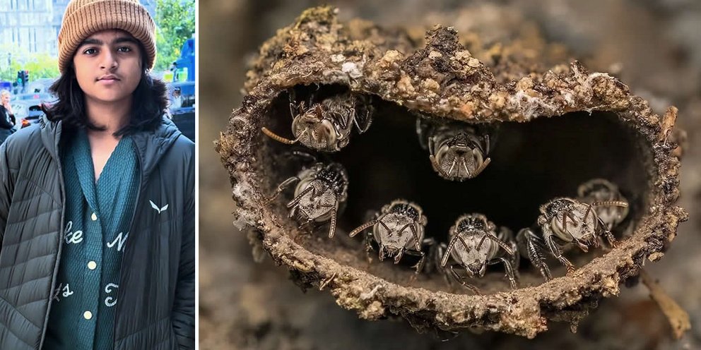 Ο νεαρός φωτογράφος άγριας ζωής Rithved Girish ανακηρύχθηκε Νέος Φωτογράφος Κοντινού Πλάνου της Χρονιάς 7 για την εικόνα του «Guardians of the Hive» / INSTAGRAM