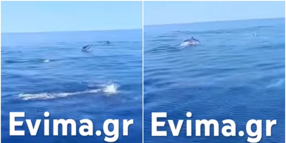 Κοπάδι με περισσότερα από 10 δελφίνια χάρισε μοναδικό θέαμα
