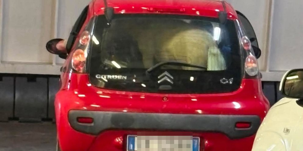 Ολόκληρο πόνι στο πορτμπαγκάζ αυτοκινήτου 