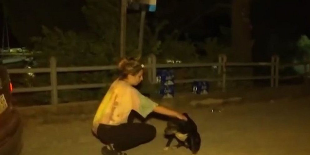 Εθελόντρια φροντίζει σκυλάκι