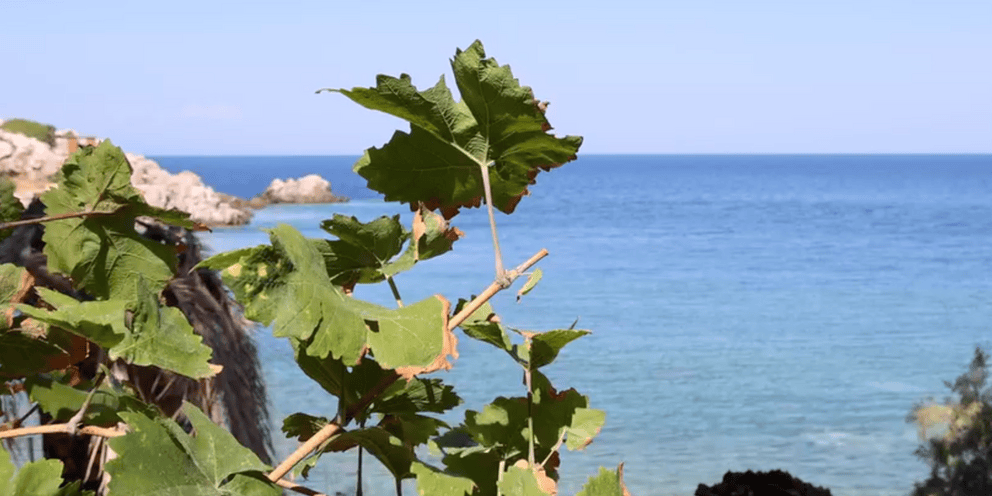 Η παραδεισένια παραλία στο Αιγαίο, πλάι σε αρχαιοελληνικό ναυάγιο, όπου οι αμπελώνες φτάνουν μέχρι το κύμα [βίντεο]