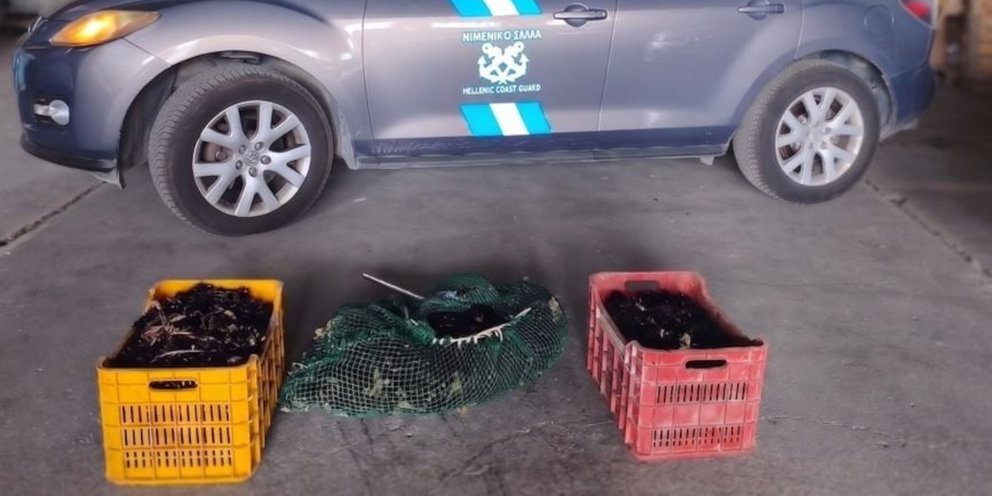 Το Λιμενικό Βόλου κατέσχεσε από ψαράδες 2.000 αχινούς -Τι συνέβη, δείτε φωτό
