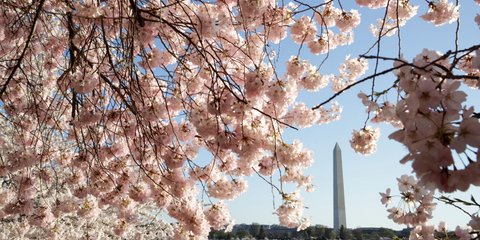 Cherry Blossom στην Ουάσινγκτον 