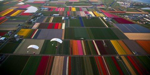 Αλεξιπτωτιστές προσγειώνονται στα ανθισμένα χωράφια της Ολλανδίας