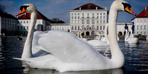 Κύκνοι σε λιμνούλα στο Μόναχο -Φωτογραφία: AP Photo/Michael Probst
