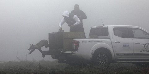 Η στιγμή που μία από τις πέντε ορφανές αρκούδες αφήνονται στο φυσικό τους περιβάλλον από τον Αρκτούρο 