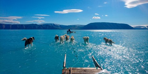 Σκυλιά σέρνουν έλκηθρο μέσα στο νερό, στους λιωμένους πάγους της Γροιλανδίας. 