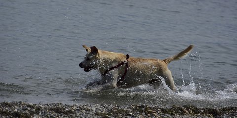 Σκύλος παίζει στο νερό, γιατί η θάλασσα είναι για όλους 