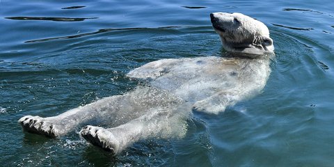  Μια πολική αρκούδα σε ζωολογικό κήπο της Γερμανίας, προσπαθεί να δροσιστεί από τον καύσωνα 