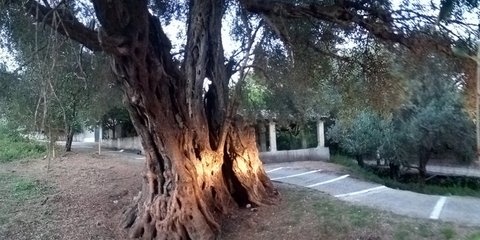 «Ευδοκία», μια ελιά 11 αιώνων στην Κέρκυρα