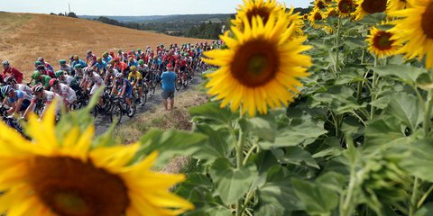  Σε πρώτο πλάνο ηλιοτρόπια, στο φόντο οι ποδηλάτες του «Γύρου της Γαλλίας»