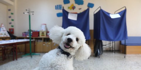 Ο «ψηφοφόρος» που έκλεψε την παράσταση