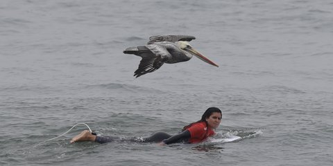 Πελεκάνος... προσέχει σέρφερ, στους Παναμερικανικούς αγώνες