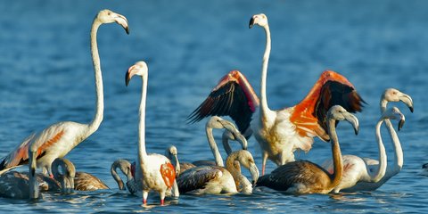 Kοπάδι Φλαμίνγκο έκανε στάση για ξεκούραση στον υδροβιότοπο της Νέας Κίου στο Ναύπλιο 