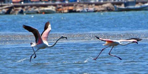 Φλαμίνγκο στον υδροβιότοπο Ναυπλίου-Νέας Κίου