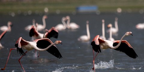 Φλαμίνγκο στη φθινοπωρινή λίμνη Κερκίνη