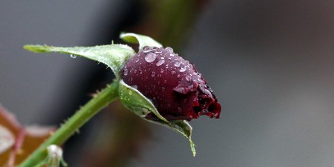 Η ομορφιά της βροχής σε μια εικόνα 