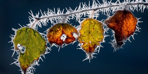 Ονειρεμένο φθινοπωρινό ενσταντανέ: Φύλλα καλυμμένα με πρωινή πάχνη φωτίζονται από τον ήλιο 