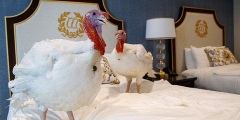 Οι δυο γαλοπούλες που θα πάρουν χάρη από τον πρόεδρο των ΗΠΑ ενόψει Χριστουγέννων σουλατσάρουν σε δωμάτιο ακριβού ξενοδοχείου