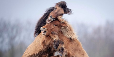  Το ανέμελο παιχνίδι δύο αλόγων σε πάντοκ της Φρανκφούρτης