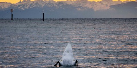Ενα κύκνος βουτά στη λίμνη Κοστάνς στη Γερμανία με φόντο τις Ελβετικές Αλπεις