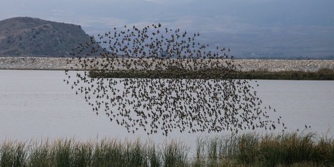 Σύννεφο από πουλιά