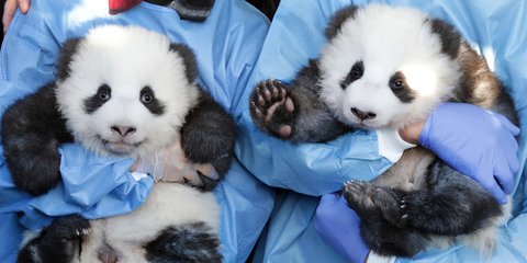 Βαφτίσια για τα δίδυμα πάντα στον ζωολογικό κήπο του Βερολίνου:  «Meng Yuan» και «Meng Xiang»-Φωτογραφία:  AP Photo/Michael Sohn
