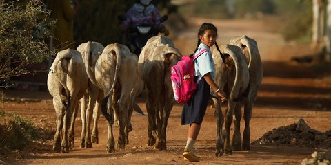 Μια φωτογραφία, χίλιες λέξεις: Ενα κορίτσι στην Καμπότζη, μετά το σχολείο, βοηθά τους κτηνοτρόφους γονείς της να μαζέψουν τις αγελάδες 