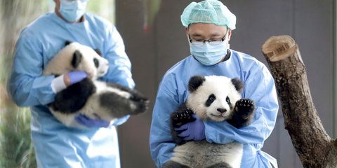 Δύο φύλακες του ζωολογικού κήπου Βερολίνου αγκαλιά με τα δύο μωρά πάντα