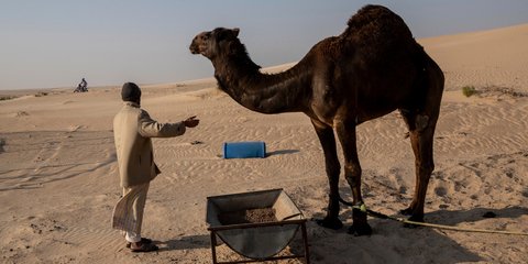 Ο καμηλιέρης με την καμήλα του παρακολουθουν το ράλι Ντακάρ... 