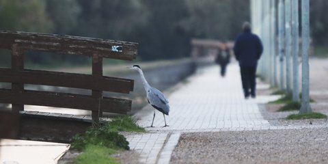Πτηνά άνθρωποι πάρκο Τρίτση