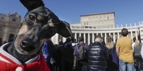 Σκύλος με ζακέτα στο Βατικάνο 