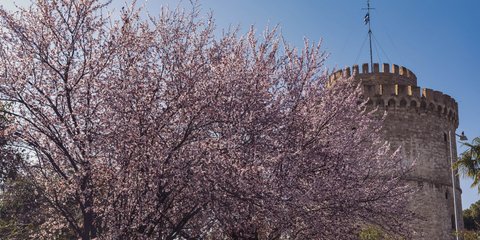Μια ανθισμένη αμυγδαλιά στο Λευκό Πύργο, μας θυμίζει ότι ήρθε η άνοιξη 