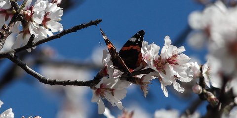 Η άνοιξη δεν μπαίνει σε καραντίνα