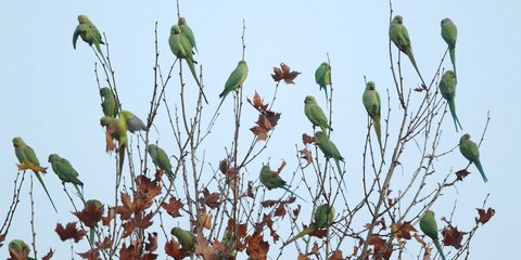 Πράσινοι παπαγάλοι στο κέντρο της Αθήνας