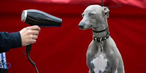 Και μετά σου λένε «σκυλίσια ζωή» -Ενα ιταλικό Greyhound/Whippet καλλωπίζεται σε σπα για σκυλιά στη Βρετανία 