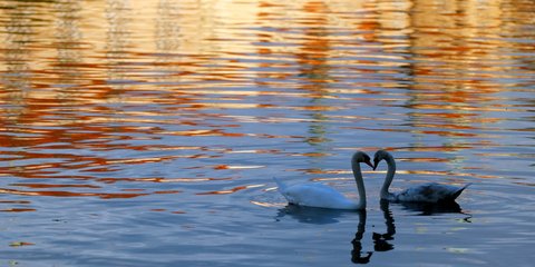 Δύο κύκνοι σε λίμνη της Τσεχίας, σχηματίζουν με τους λαιμούς τους μια καρδιά
