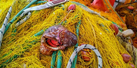 Τα χρώματα της άνοιξης σε μια ψαριά στη Σκόπελο