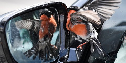 Ενας… ματαιόδοξος κοκκινολαίμης κοιτά το είδωλό του στον καθρέφτη ενός αυτοκινήτου στη Γερμανία 