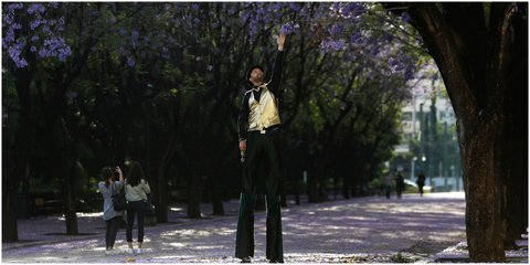 Ενας ξυλοπόδαρος στο Ζάππειο πιάνει τα πανέμορφα μωβ λουλούδια τζακαράντα 