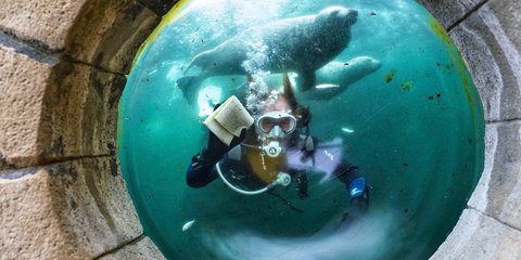 Καθαρίζοντας το ενυδρείο στη Βρετανία